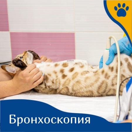 Фотография Ветеринарная клиника доктора Чулковой 2